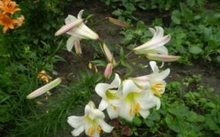 Лечебные свойства белоснежных и белых лилий и их красивые фото Лилия аполло