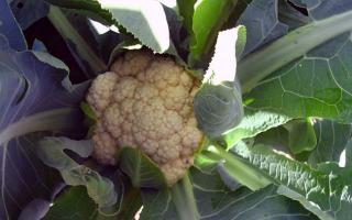Как вырастить цветную капусту на огороде: тонкости, секреты, практические советы Как посадить рассаду цветной капусты