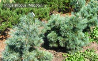 Сосна румелийская (Pinus peuce)