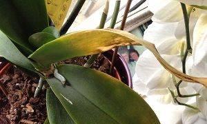 Замерзли листья орхидеи. Орхидеи., Как заботится, где покупать грунт и т.д. Как реанимировать орхидею в тепличных условиях