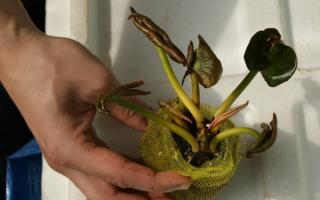 Кувшинка(водяная лилия): красивые фотографии и описание растения
