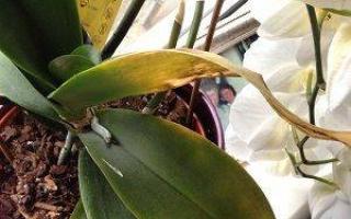 Замерзли листья орхидеи. Орхидеи., Как заботится, где покупать грунт и т.д. Как реанимировать орхидею в тепличных условиях
